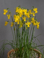 Narcissus 'Dinah Rose'